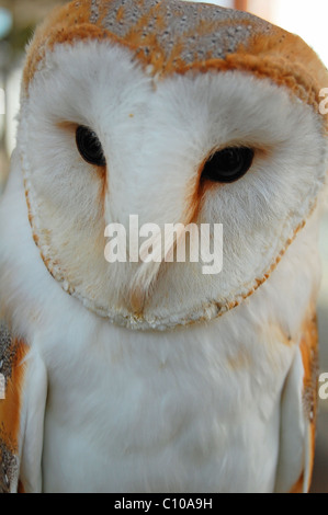 close up of female barn owl Stock Photo