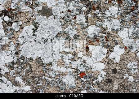 Variety of different lichens on old stone wall Stock Photo