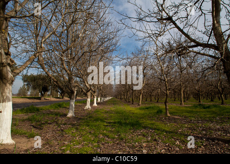 Almond trees blossoming in California's Central Valley Stock Photo