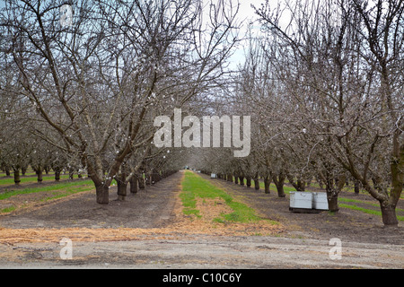 Almond trees blossoming in California's Central Valley Stock Photo