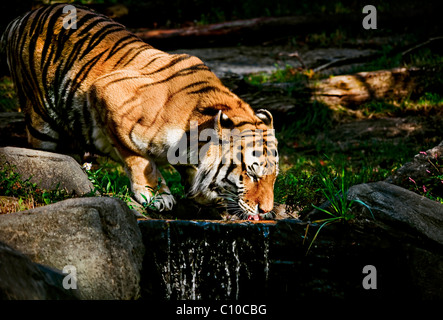 TIGER DRINKING WATER FROM SIDE Stock Photo