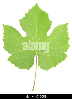 Grape leaf isolated on white background Stock Photo