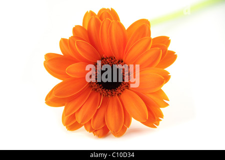 Orange Gerbera Stock Photo