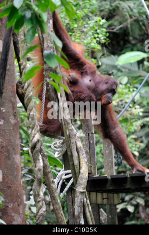 Orangutan mother and child during feeding time at the Semenggoh wildlife Centre in Kuching, Malaysia Stock Photo