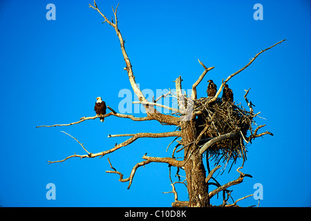 EAGLE WITH TWO EAGLETS ON TREE NEST AGAINST BLUE SKY Stock Photo