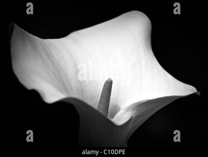 Arum Lilly - Zantedeschia Aethiopica Crowborough Stock Photo