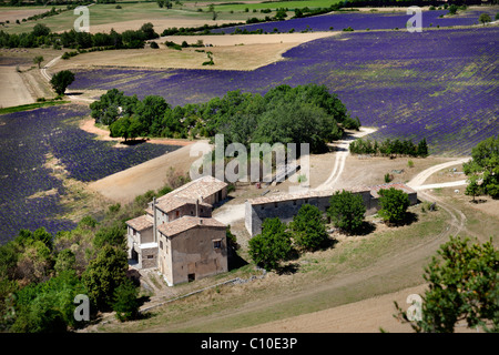 Lavender fields.Provence, France. Stock Photo