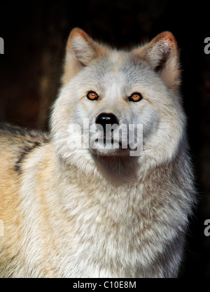 WHITE WOLF Stock Photo