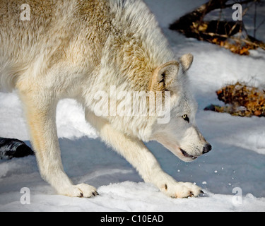 WOLF Stock Photo