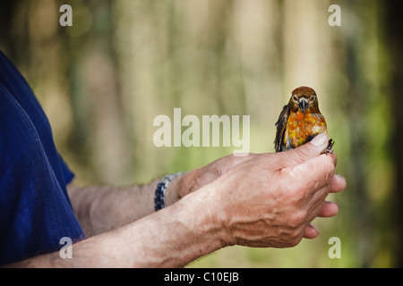 Common crossbill (Loxia curvirostra) in ornithologist's hands Stock Photo