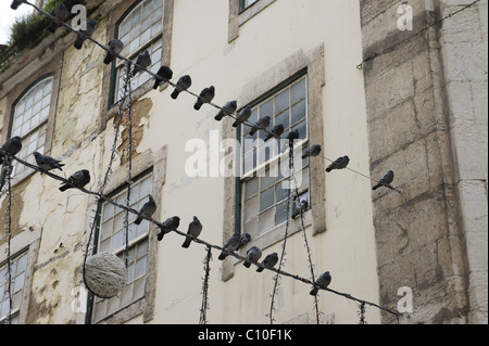 Pigeons lined up on cables between buildings Stock Photo