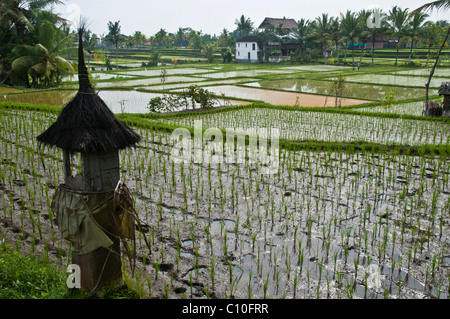 Rice cultivation in Bali Indonesia Stock Photo