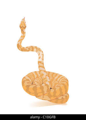 albino python Stock Photo