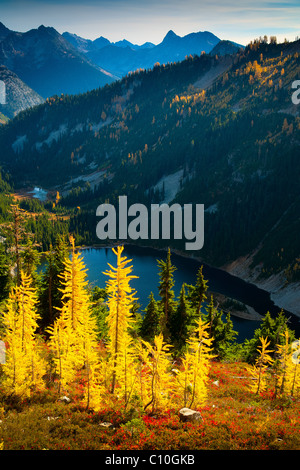 Mountain Larches at Lake Ann along the Maple Pass loop trial in the North Cascades National Park, Washington Stock Photo