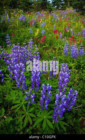 Wildflowers along the Sunrise Rim trail in the Sunrise area of Mount Rainier National Park in western Washington state in USA Stock Photo