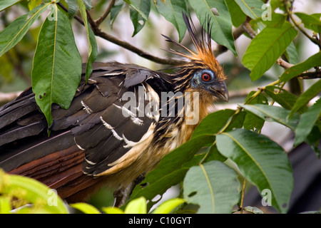 Hoatzin Opisthocomus hoazin La Selva Lodge Amazon Basin Ecuador Stock ...