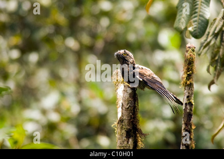 Common Potoo - Mindo Loma Cloud Forest - Mindo, Ecuador Stock Photo