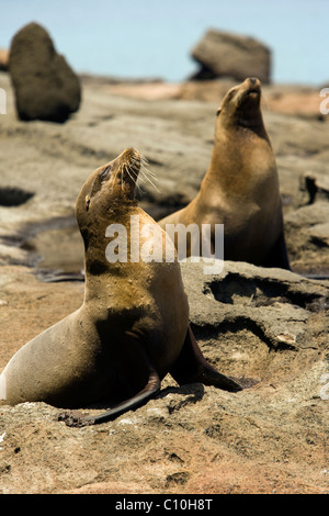 Sea Lions on Bartolome Island - Galapagos Islands, Ecuador Stock Photo