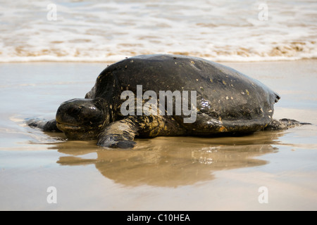 Galapagos Green Sea Turtle - Isabela Island - Galapagos Islands, Ecuador Stock Photo