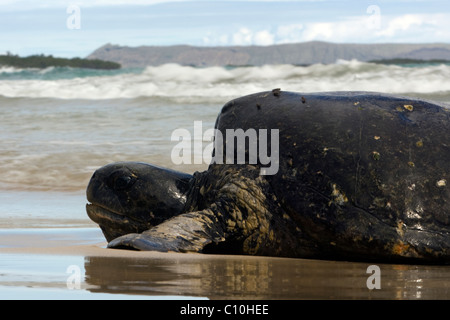 Galapagos Green Sea Turtle - Isabela Island - Galapagos Islands, Ecuador Stock Photo