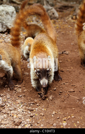 Coati ring Tailed Nasua Narica animal in South America Stock Photo