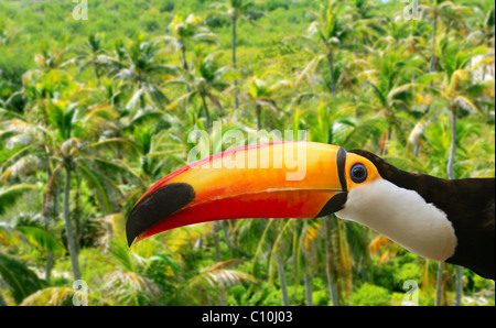 Toco toucan in Palm tree tropical jungle Brazilian bird Stock Photo