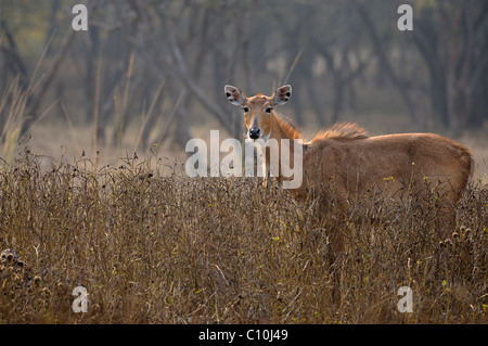 Indian antelope or Nilgai (Boselaphus tragocamelus), female, in Ranthambhore National Park, Rajasthan, India, Asia Stock Photo