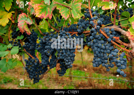 Blue grapes 'Regent' in Moselle valley, Rhineland-Palatinate, Germany, Europe Stock Photo