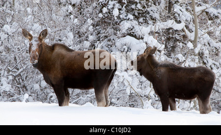 Moose (Alces alces), cow and calf in deep snow, Yukon Territory, Canada Stock Photo