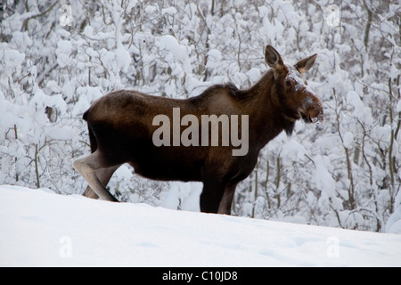 Moose (Alces alces), cow in deep snow, Yukon Territory, Canada Stock Photo