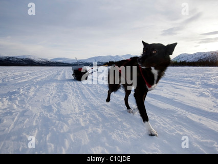 Sled dog, Alaskan Husky pulling a pack sled, frozen Fish Lake, Yukon Territory, Canada Stock Photo