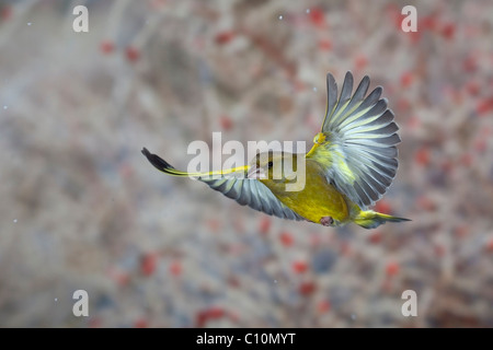 Greenfinch (Carduelis chloris) in flight, winter, Thuringia, Germany, Europe Stock Photo
