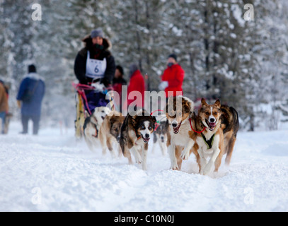 Female long distance musher Michelle Phillips, running sled dogs, Alaskan Huskies, dog team, Carbon Hill dog sled race Stock Photo