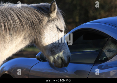 Horse meets Horse Power, Grey New Forest Pony meets Silver Porche Caman Stock Photo