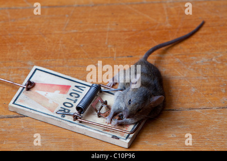 Common house mouse (Mus musculus) in trap, dead, caught Stock Photo