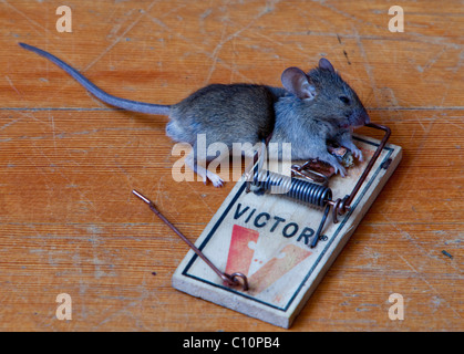 Common house mouse (Mus musculus) in trap, dead, caught Stock Photo