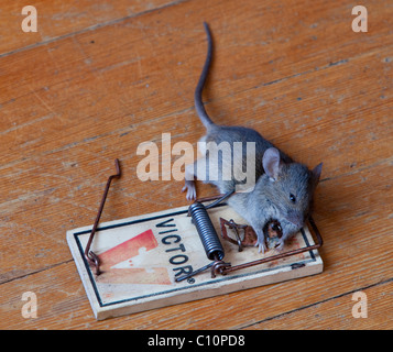 Common house mouse (Mus musculus) in trap, dead, caught Stock Photo