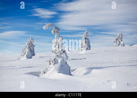 Winter scene on Mt. Feldberg in the Black Forest, Baden-Wuerttemberg, Germany, Europe Stock Photo
