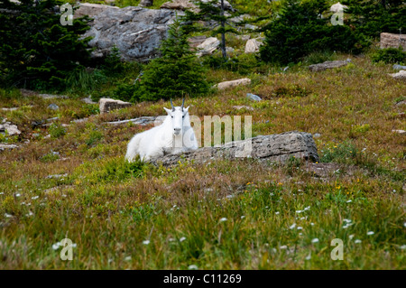 Snow-White Mountain Goat,Curious Stares,Logans Pass,Going To the Sun Road.Glacier National Park,Montana,USA Stock Photo