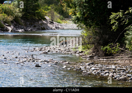 Grizzly Bear,Cubs,Two Cubs,Flathead River,Middle Fork,Logans Pass, Going- To- the- Sun- Road.Glacier National Park,Montana,USA Stock Photo