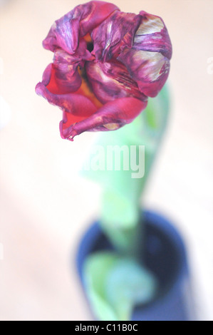 Red tulip in blue vase Stock Photo