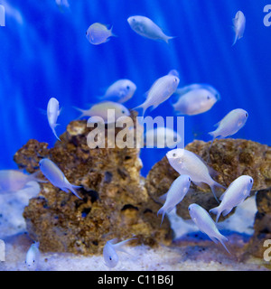 Blue-green Chromis Fish at waterfront aquarium Stock Photo