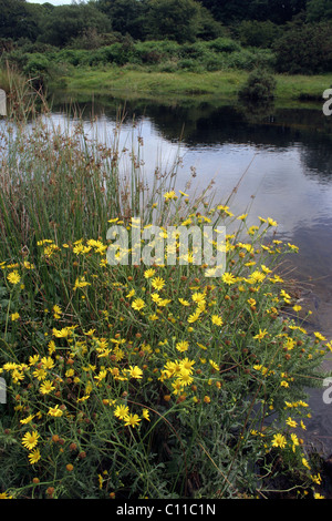Water Ragwort Water or Marsh Ragwort (Senecio aquaticus), Filz, Woergl, Tyrol ...