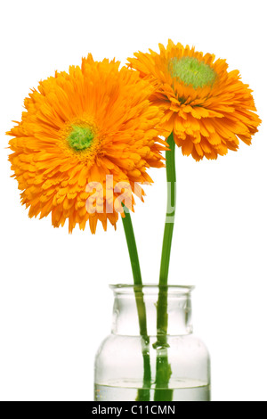Beautiful gerbera flowers in a vase isolated on a white background. Stock Photo