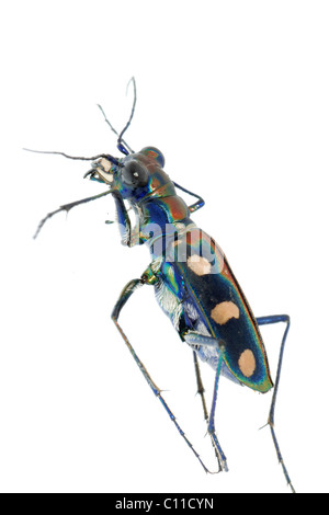Yellow-spotted Tiger Beetle (Cicindela flavomaculata) Insecta Stock ...