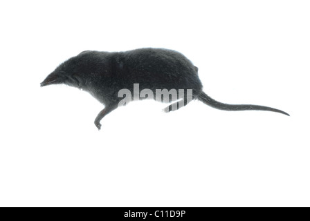 mammal animal shrew rat Stock Photo