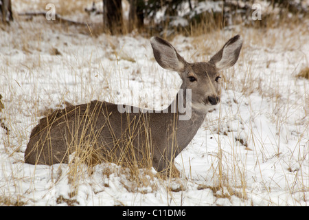 female mule deer sounds