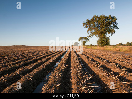 A field of potatoes ready to be harvested on a farm in the UK Stock Photo