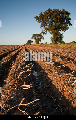 A field of potatoes ready to be harvested on a farm in the UK Stock Photo