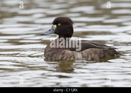 A female Tufted Duck Stock Photo